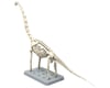 Image 4 for Bandai Plannosaurus Brachiosaurus Dinosaur Model Kit