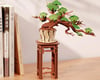 Image 4 for Robotime Evergreen Pine Bonsai DIY Miniature 3D Wooden Model Kit