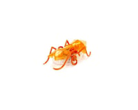 SCRATCH & DENT: HexBug Micro Ant Robotic Toy (Color Chosen at Random)